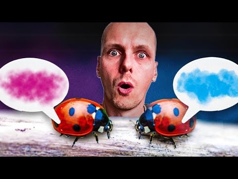 I decipher the language of ladybugs (it's fascinating)