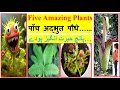 Five amazing plants पाँच अद्भुत पौधे VenusFlytrap  Ginkgo Welwitschia #amazingfacts #botany #plants