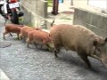 【Wild boar family in city】野生の親子イノシシが現れた！【神戸】