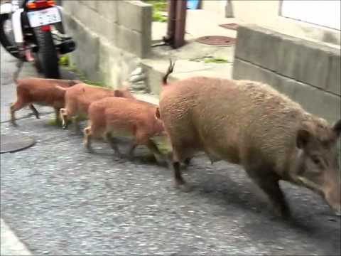 Wild Boar Family In City 野生の親子イノシシが現れた 神戸 Youtube