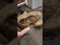 spinosaurus became into an adult in 1 minute