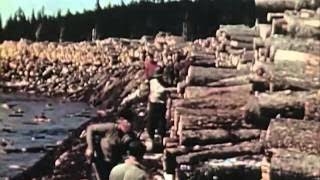 1950s Sawmill Workers Educational Documentary Timber In The Northeast CharlieDeanArchives - The Best
