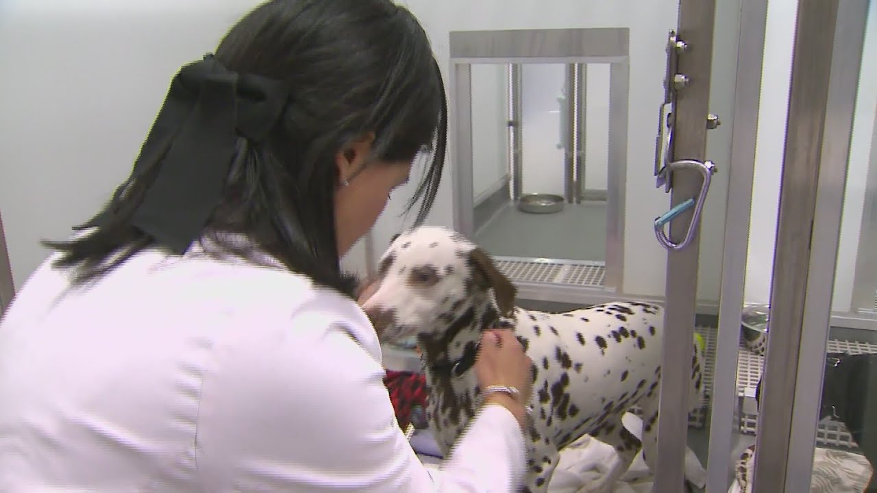PAWS Medical Center sets new record with 21,000 spay and neuter surgeries