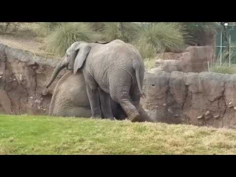 Two elephants mud wrestling - YouTube