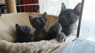 Korat kittens by KoratsFromPoland 245 views 6 years ago 16 seconds