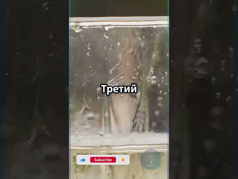 Один из стаканов с ядом. Какой выберешь? #Shorts #Выбор #Интуиция #Интерактив #iqcheck #shortvideo