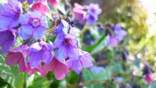 Download Lagu Baha'u'llah - The Promised One MP3