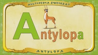 Multipedia Zwierząt. Litera A - Antylopa