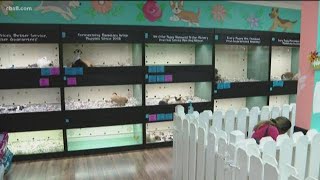 Voters may decide pet sale ban in National City
