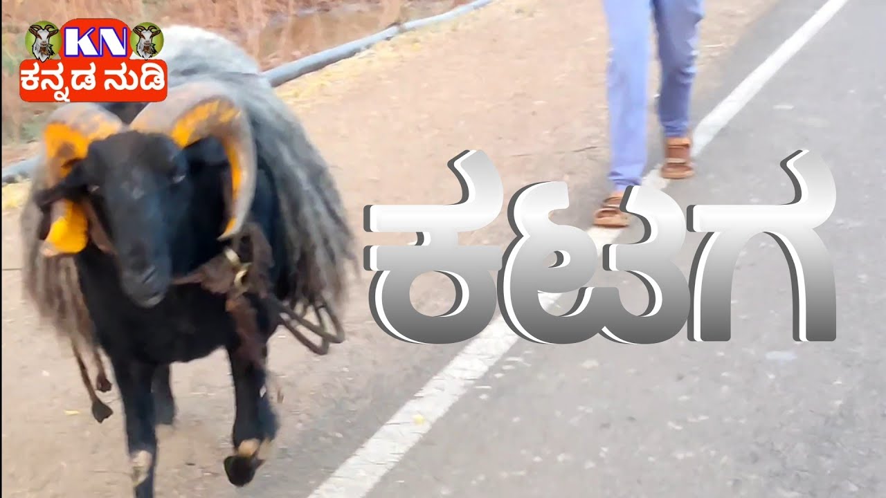 ಕಟಗ ಅನ್ನೋ ಮರಿ ಹುಲಿ ತರ ಇತ್ತು ( kataga sheep Erakal sheep ) Solillada saradar