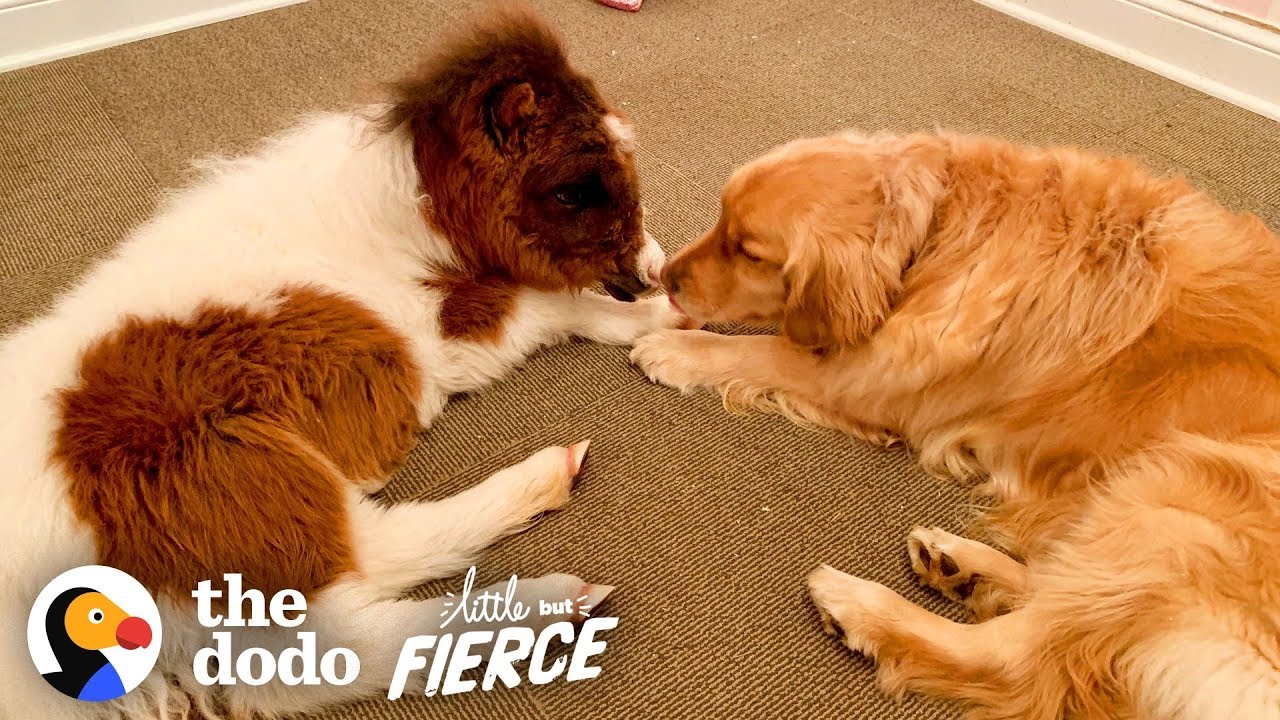 ⁣Tiniest, Fuzziest Mini Horse Starts Dancing With Joy | The Dodo Little But Fierce