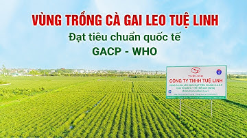 Vùng trồng Cà Gai Leo Tuệ Linh