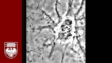 Developing nanoelectronic devices for researching bioelectric cellular circuits