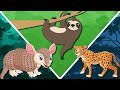 Животные АМАЗОНКИ для детей | Изучаем животных Амазонки