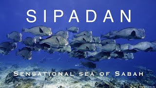 [4k] Sipadan - sensational sea of sabah. #시파단 다이빙#scubajunkie#malaysia#kapalai#borneo#sipadandiving