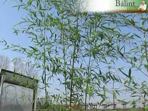Videó: A gyékény irtása – Tippek a gyékénynövények gyomnövényeinek irtására