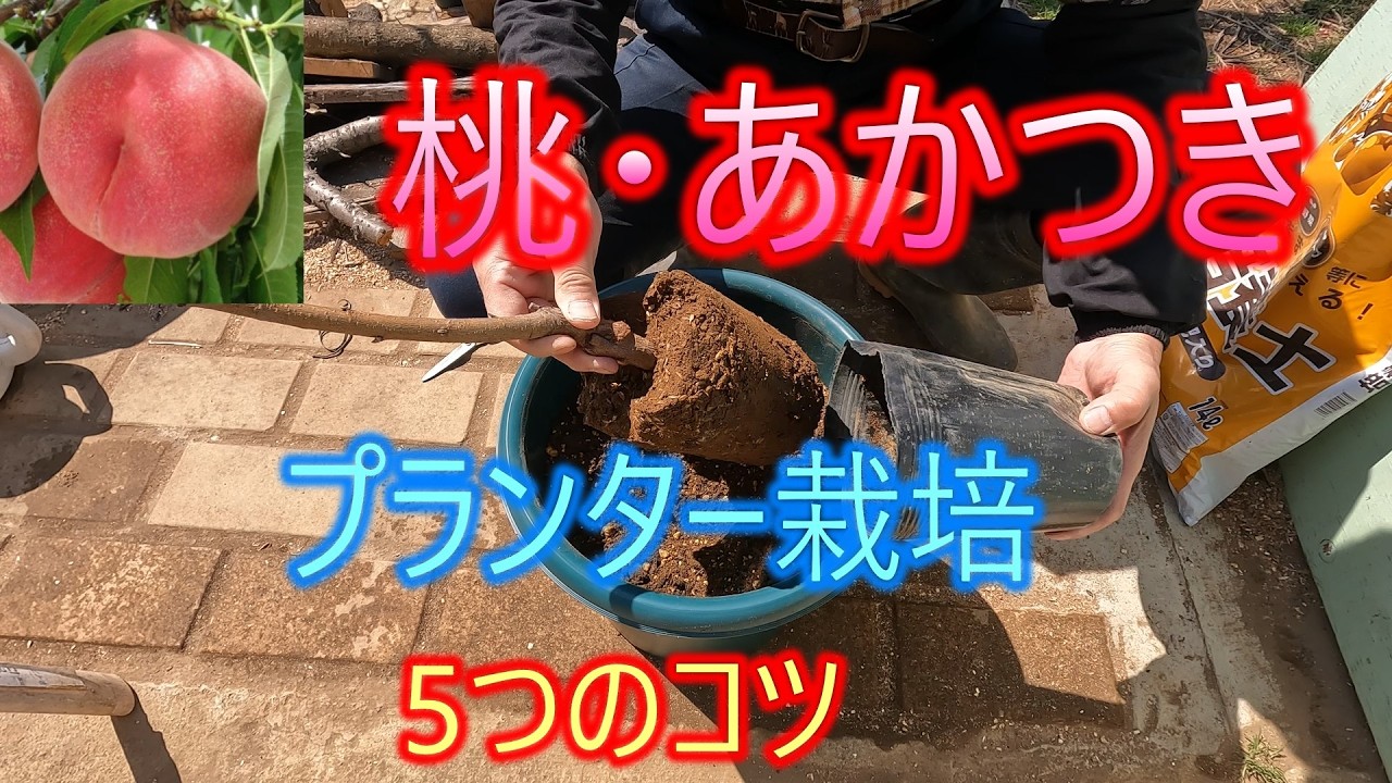 桃の木 3年目の桃の木 - 足場 : r/BackyardOrchard