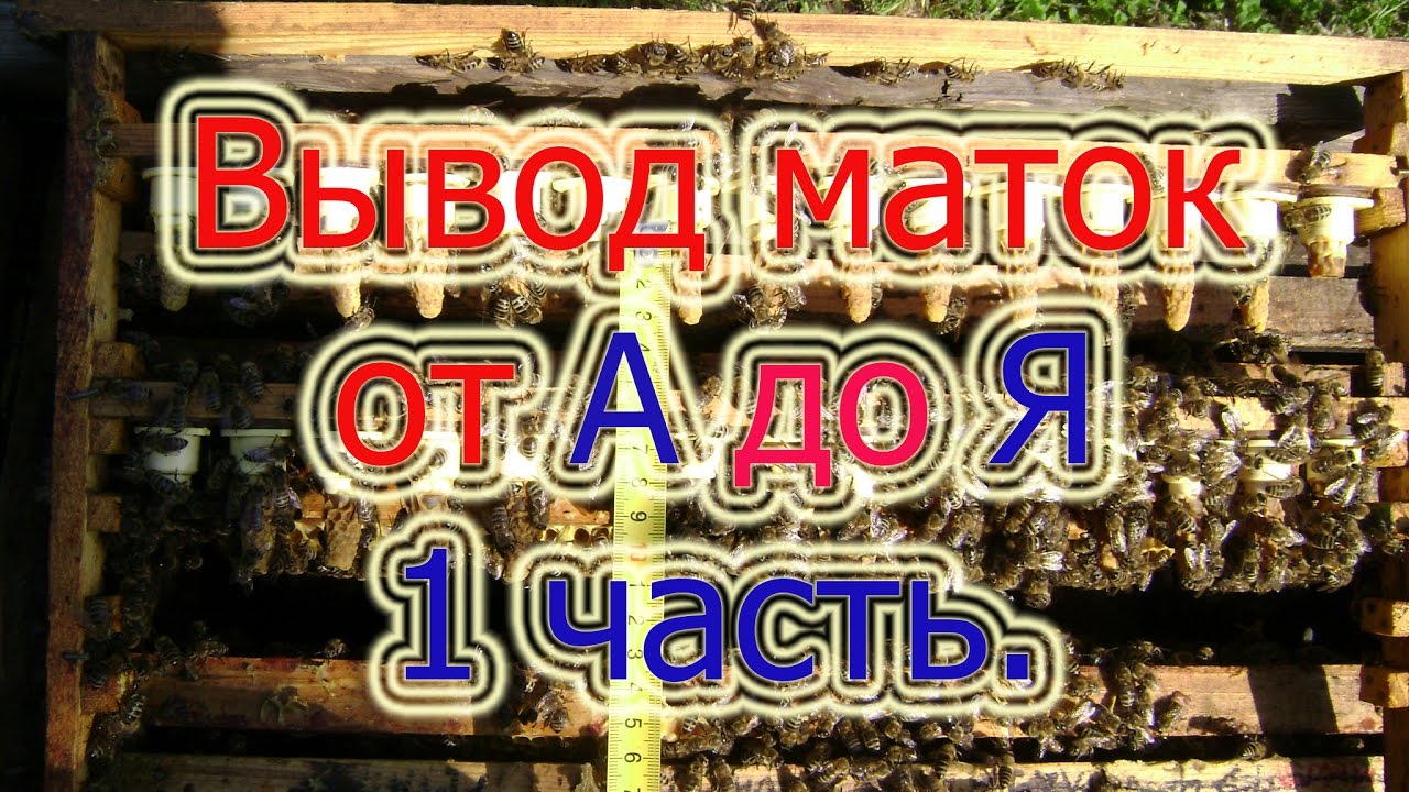 Вывод маток от а до я видео через стартер