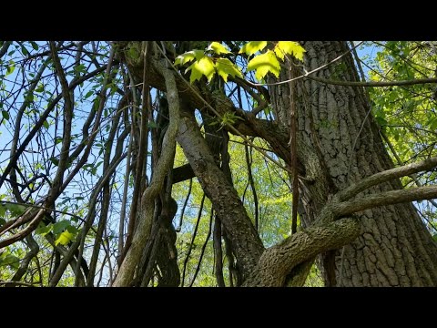 Video: Skadar vinstockar träd?