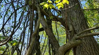 Saving a Tree from Invasive Vines