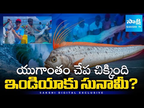 Doomsday Fish Caught in Tamil Nadu: Oarfish Sightings Signal Earthquake or Tsunami? || @SakshiTV - SAKSHITV