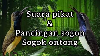 SUARA PIKAT SOGON PALING AMPUH 2024