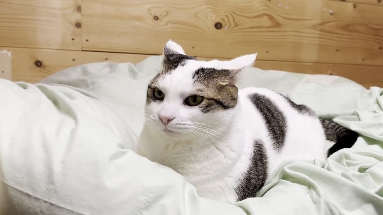 My cat is not happy about the last spring cleaning of the year