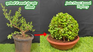 Round shape jade topiary कैसे बनाएं | How to make jade plant round topiary | ball shape jade topiary