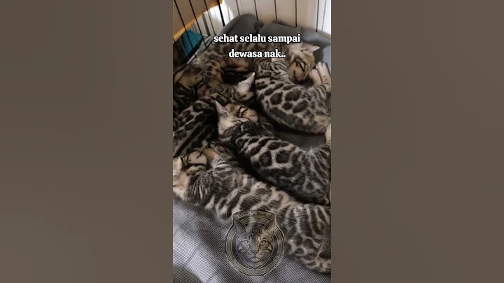 Video 11587771: bengalcat bengals cat kitten, bengal babies kitten cat