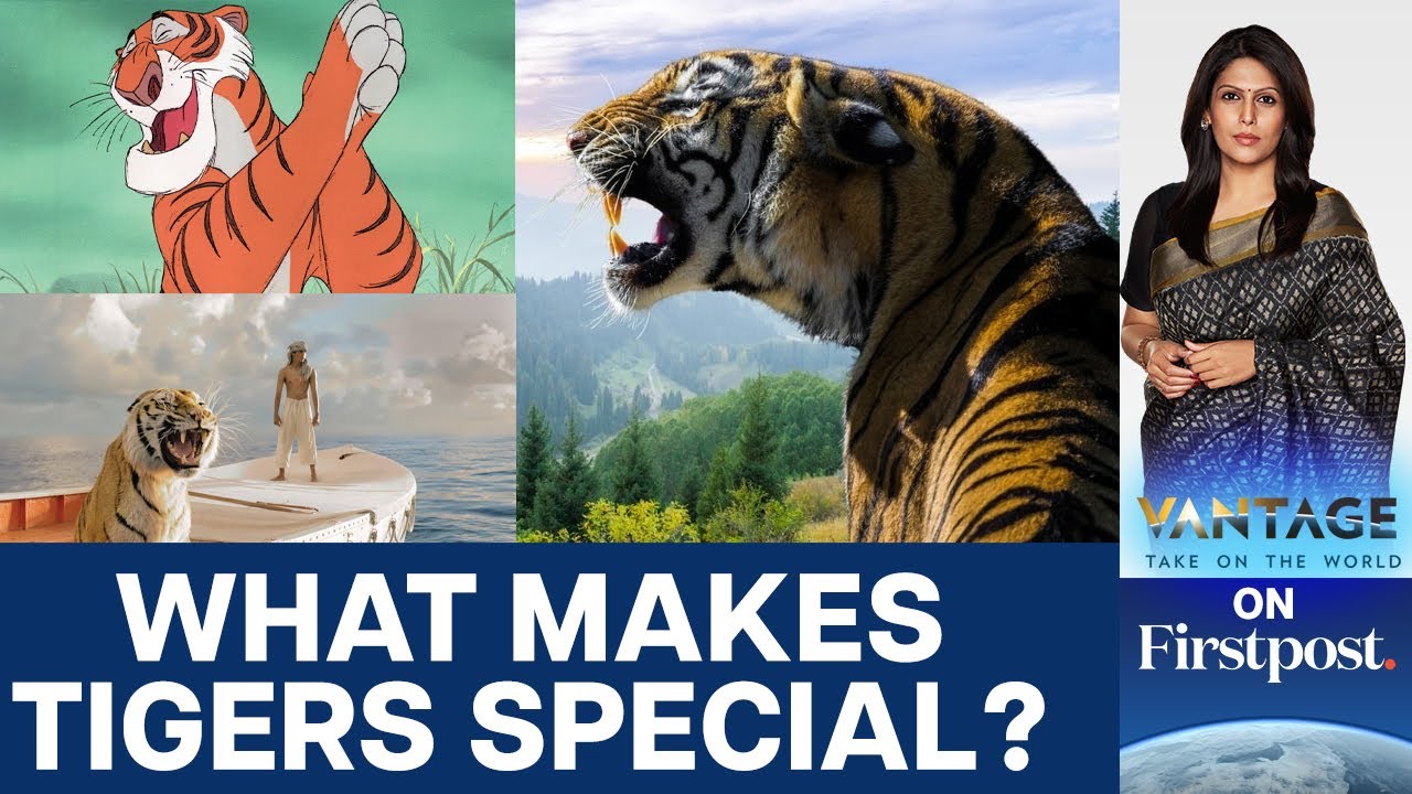 World Tiger Day: Why we Need to Protect Tigers | Vantage With Palki Sharma