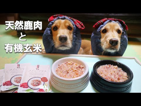 【ASMR 咀嚼音】犬ご飯『鹿肉と玄米』～犬の食事