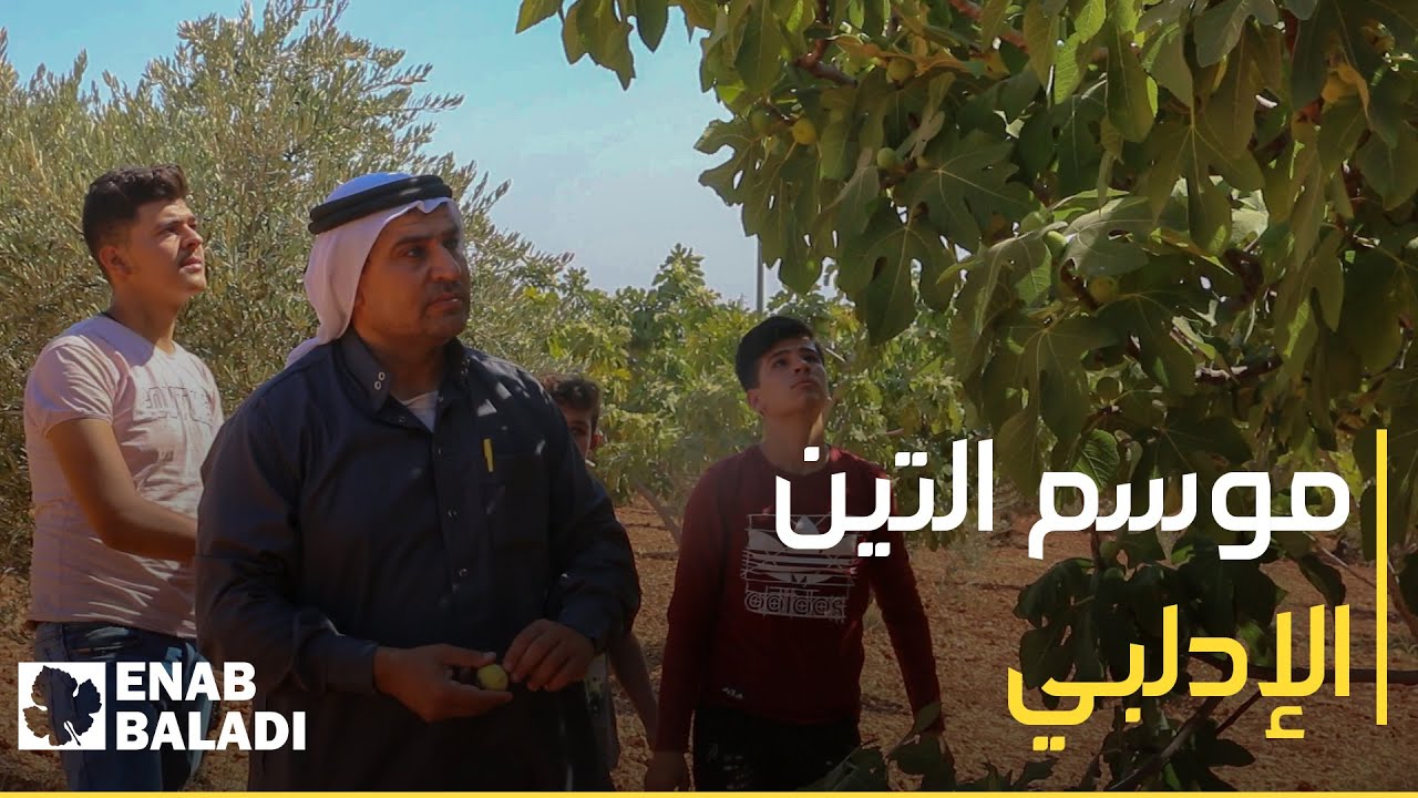 موسم قطاف التين في حربنوش بريف إدلب