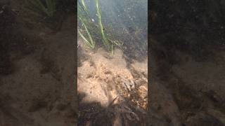 Barbenbesatz im Landkreis Dahme-Spreewald (2026)