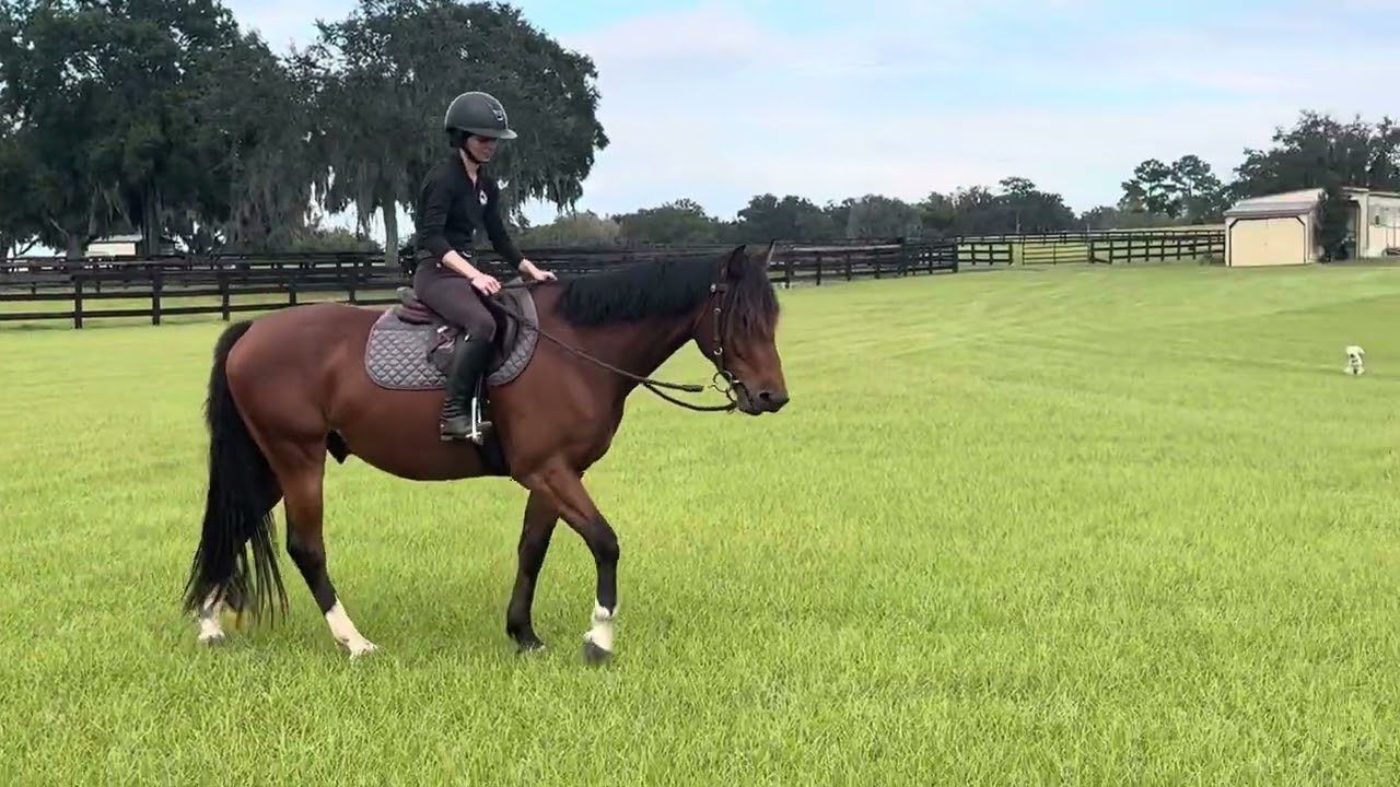 From a horse that bucked everyday to finding relaxation in partnership.  