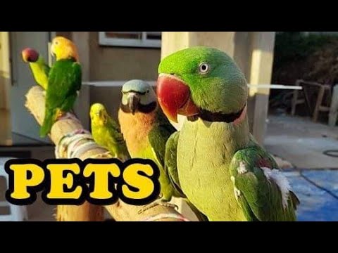 Vídeo: Os pássaros fazem bons animais de estimação?