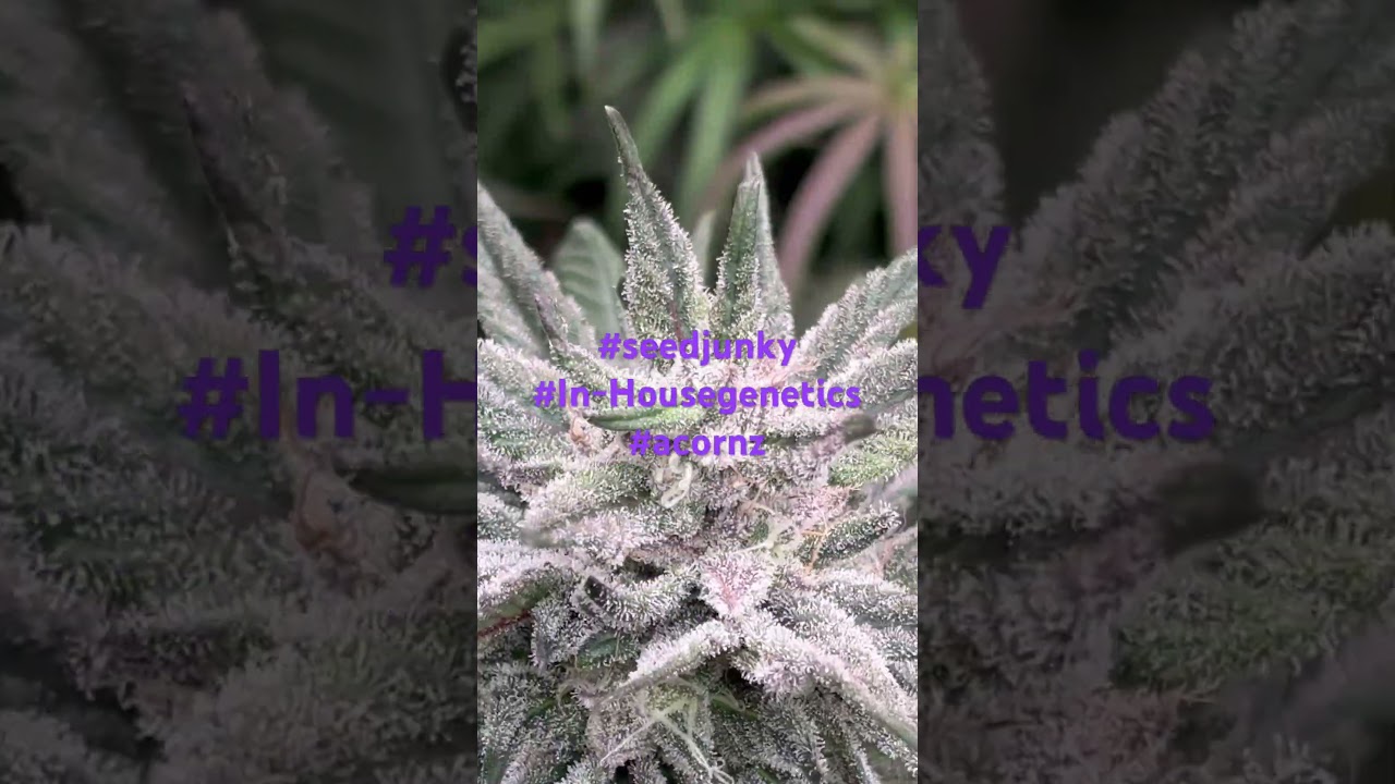 Animal mints BX1,Slurricane 