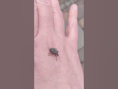 Весна на Улице и Первый 🪲 #Жук проснулся - 🪳 #Насекомые и 🐞#Жуки ...