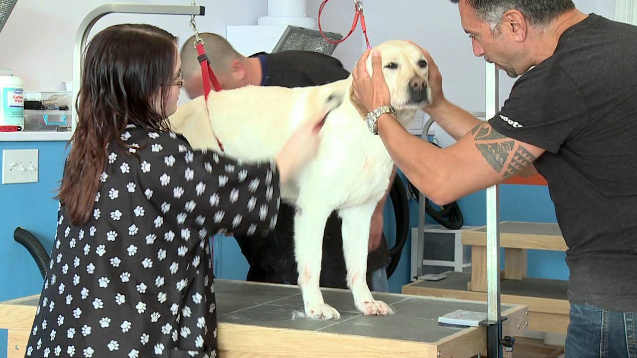 Whitby Shop Talk: Pawsitively Clean Dogs