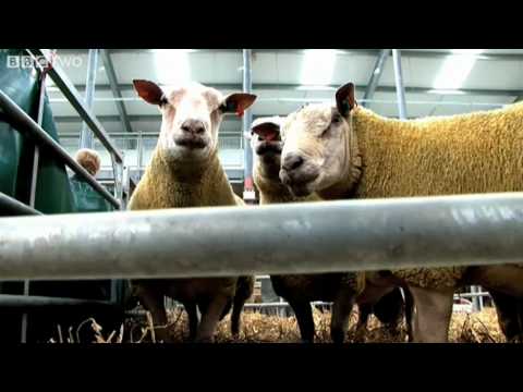 Kate Humble Finds her Ideal Ram - Lambing Live - BBC Two