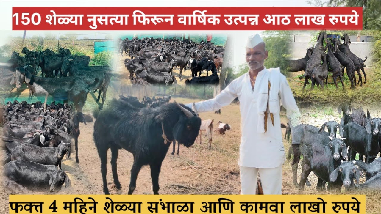 दीडशे शेळ्यांचं 1 गुंठाही चाऱ्याचा वापर न करून चालत असलेले गावरान / बिटल शेळीपालन | shelipalan