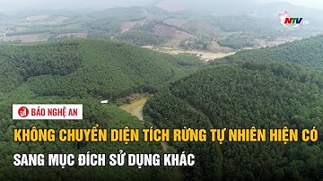 Không chuyển diện tích rừng tự nhiên hiện có sang mục đích sử dụng khác | Báo Nghệ An