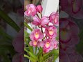 野菜を食べよう (sanpo) orchid