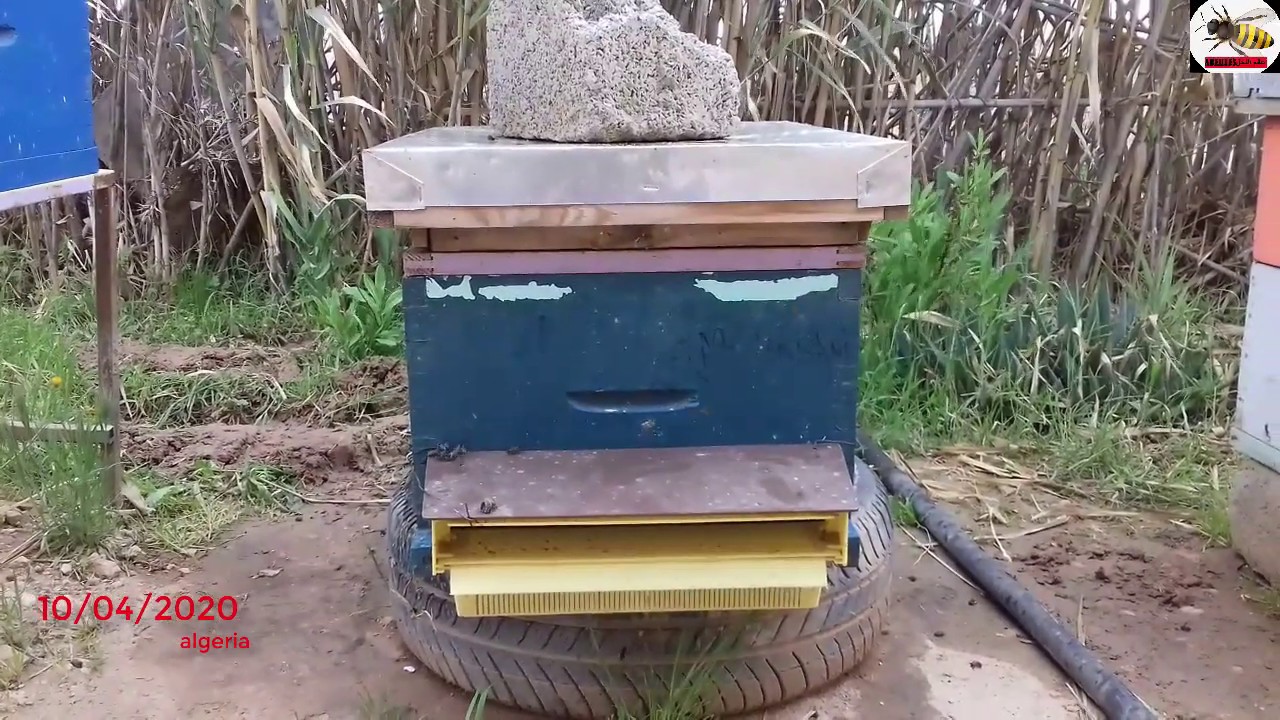 مصيدة حبوب اللقاح الخاصة بالنحل/كيف تجمع حبوب اللقاح