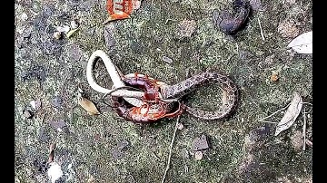 Cuộc Chiến Giữa Rết Và Rắn Độc