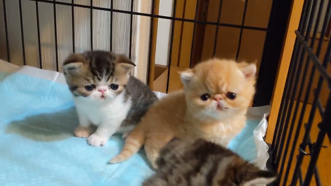 エキゾチックショートヘアこねこ