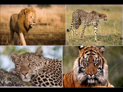 ANM103 Herbivores vs Carnivores - YouTube