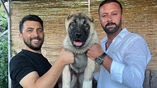 3 Aylik Dev Kangal Yavrusu