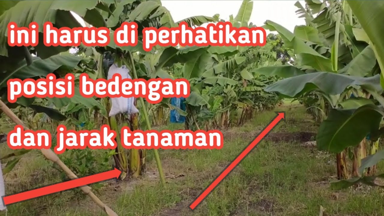 Arah yang benar membuat bedengan dan manfaat sinar matahari