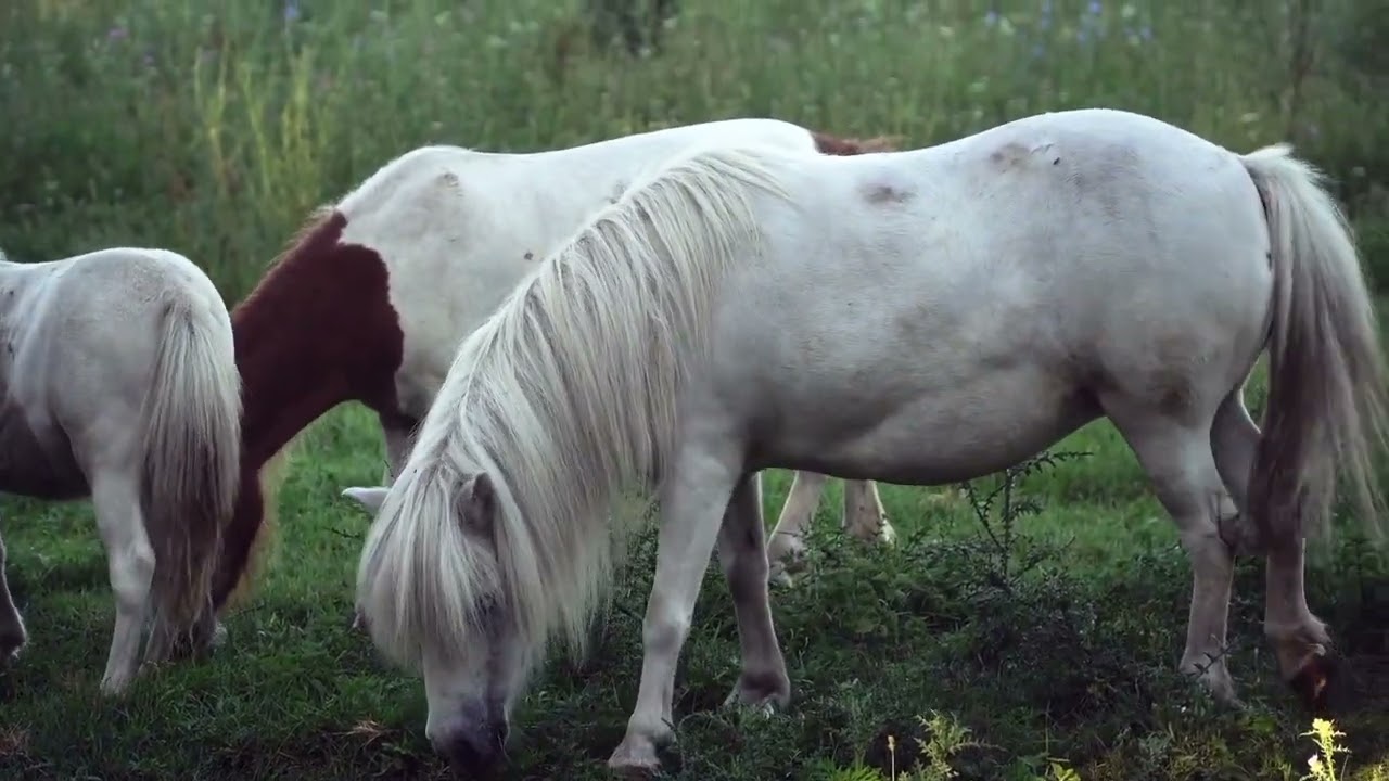 Pakta unik tentang kuda sang juara yang bikin tercengang