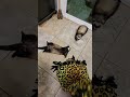 ferrets playing